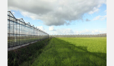 Carnations from Isparta bloom in European markets