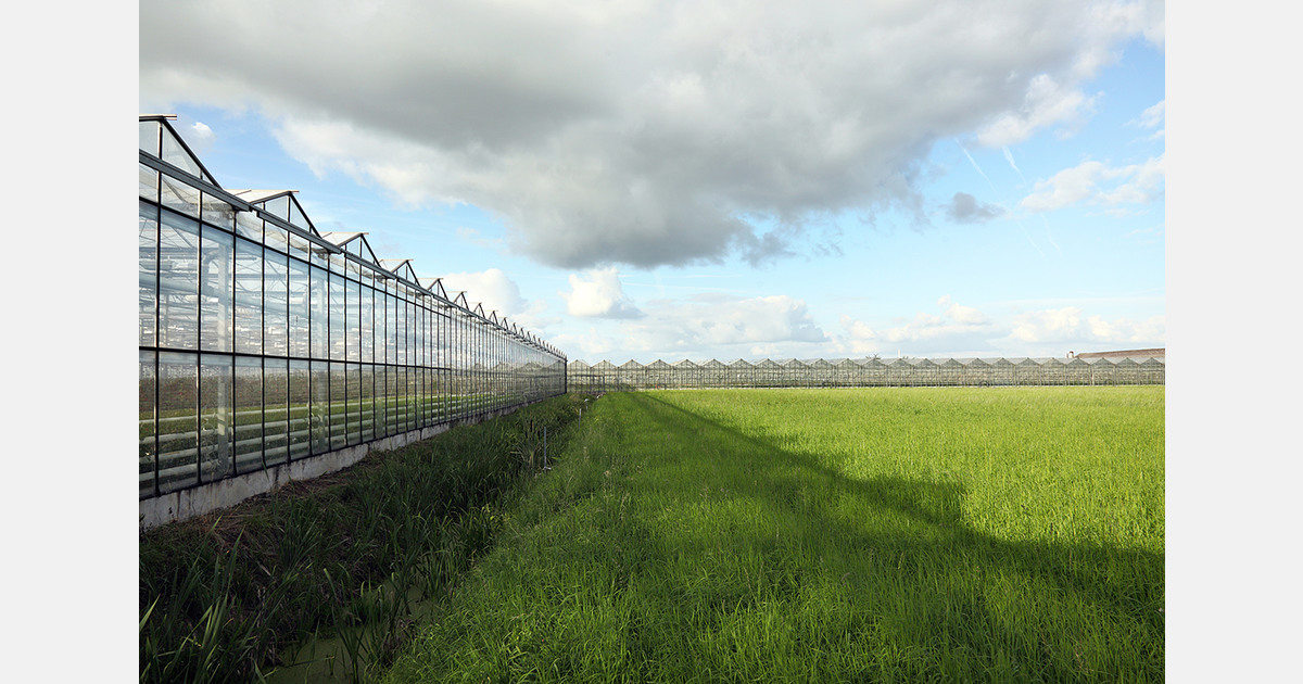 Carnations from Isparta bloom in European markets