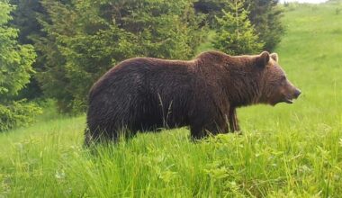 Un canadian a fost atacat de un urs în această dimineață