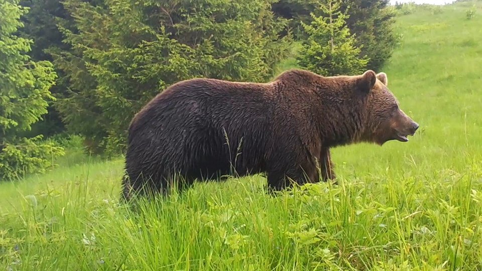 Un canadian a fost atacat de un urs în această dimineață