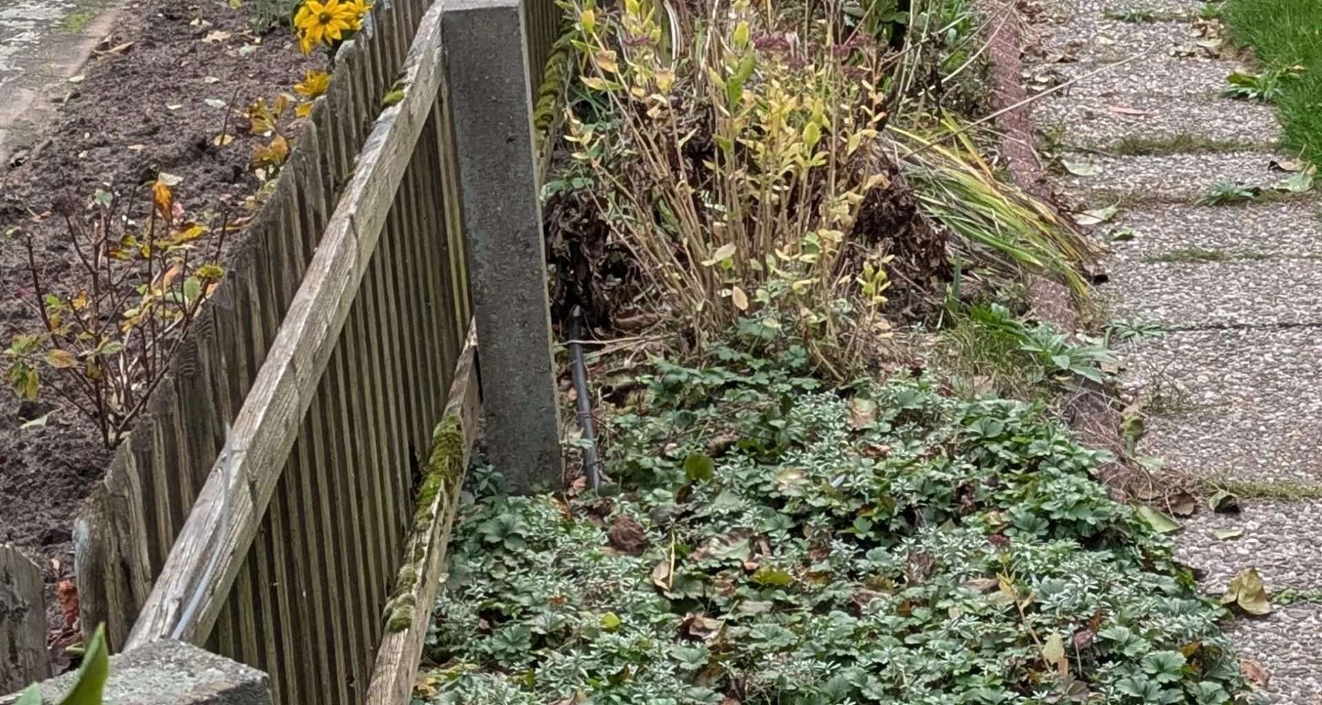 Hecken aus verschiedenen Büschen