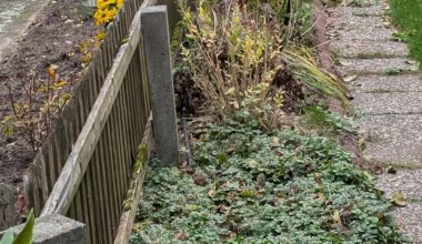 Hecken aus verschiedenen Büschen