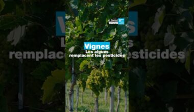 Ces algues pourraient remplacer les pesticides dans le vin   • FRANCE 24
