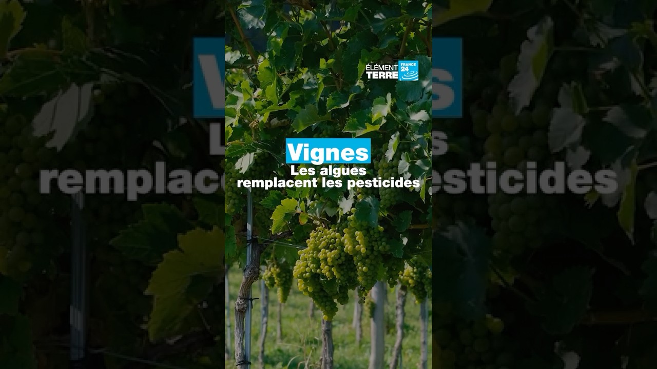Ces algues pourraient remplacer les pesticides dans le vin   • FRANCE 24