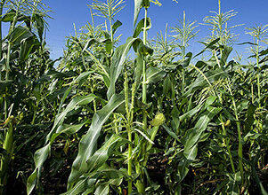 API opposes bill on E15