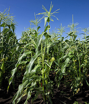 API opposes bill on E15