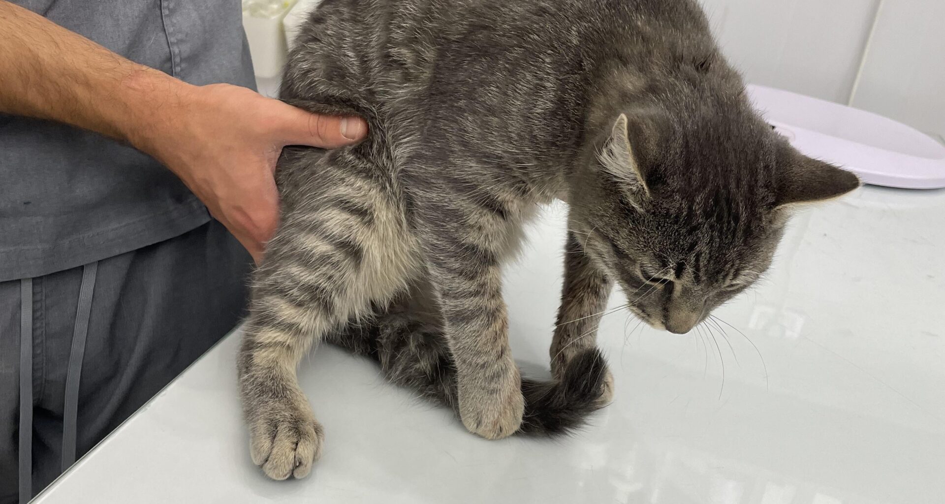 Мой съсед е стрелял по котката ми, но нямам доказателство