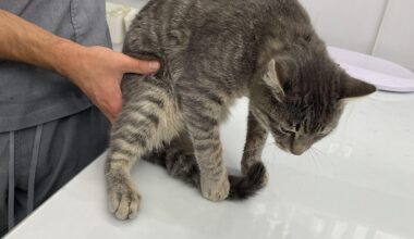 Мой съсед е стрелял по котката ми, но нямам доказателство