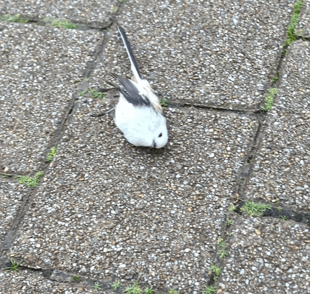 Tote Schwanzmeise gefunden. Sollte ich das irgendwo melden, wegen der aktuellen Vogelgrippe-Epidemie?