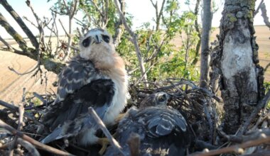 Black-winged Kite breeds in Denmark and Hungary for the first time