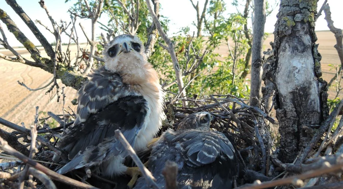 Black-winged Kite breeds in Denmark and Hungary for the first time