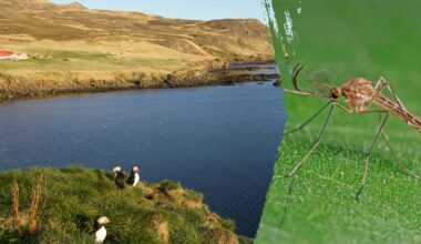 Mosquitoes spotted in Iceland for the first time in recorded history
