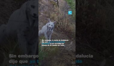 Lince ibérico con pelaje blanco captado en cámara genera curiosidad y diversas hipótesis