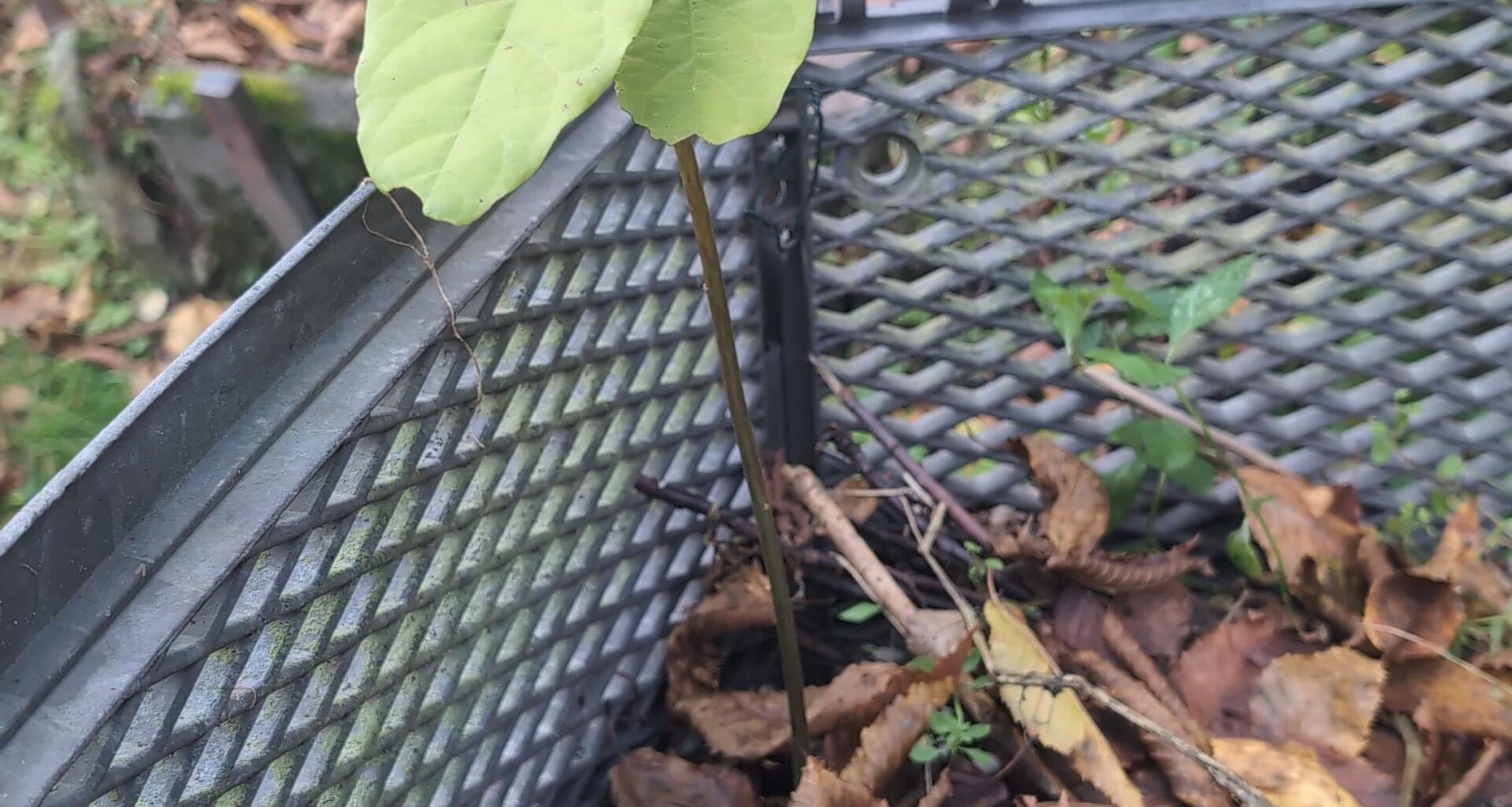 Was wächst mit da aus dem Kompost?