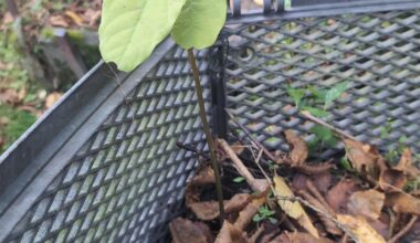 Was wächst mit da aus dem Kompost?