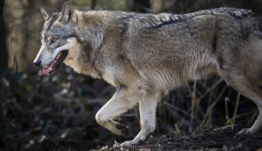Wolf reisst wenige Nutztiere: Umweltverbände sehen Beruhigung