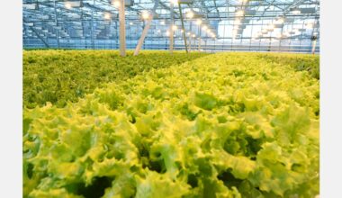 Planning for the future with climate-resilient lettuce
