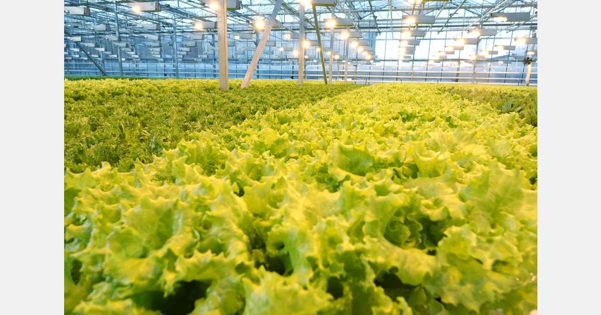 Planning for the future with climate-resilient lettuce