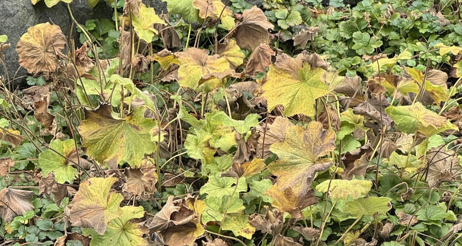 Was ist das für eine Pflanze?