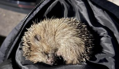 Braucht dieser Igel Hilfe?