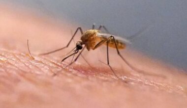 Mosquitoes detected in Iceland for the first time