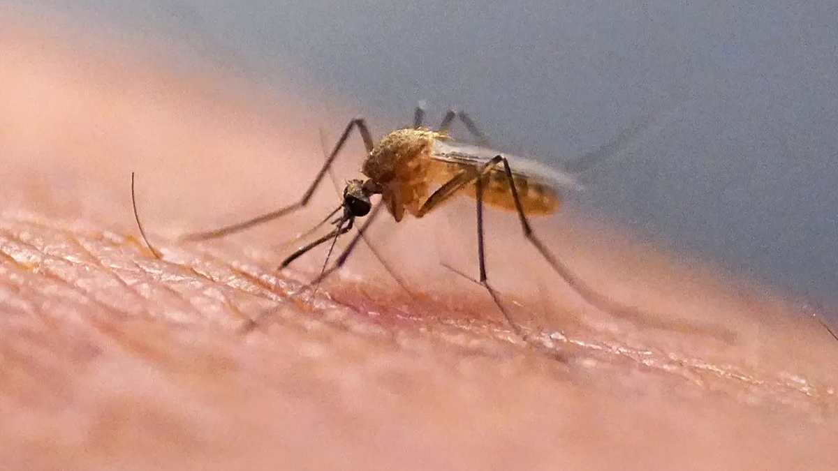 Mosquitoes detected in Iceland for the first time