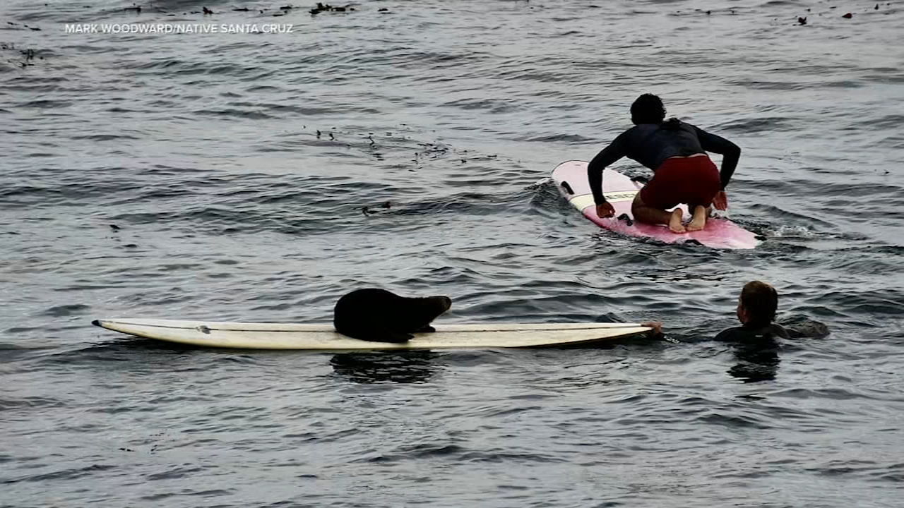 A sea otter steals a surfboard from a surfer off the coast of Santa Cruz at Steamers Lane, on Tuesday Oct 14, 2025.