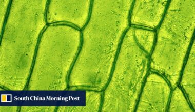 Chinese-Dutch team discovers how single cell can regenerate into brand new plant: study