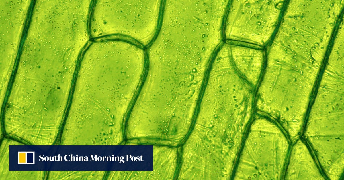 Chinese-Dutch team discovers how single cell can regenerate into brand new plant: study