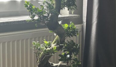 Bonsai Frage zum Giesen