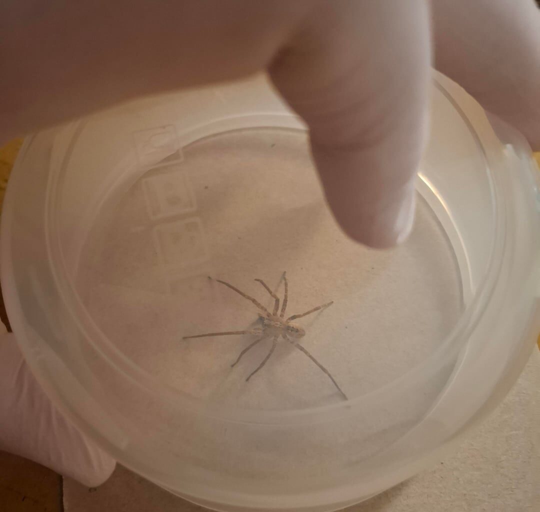 Welche Spinne ist das?
