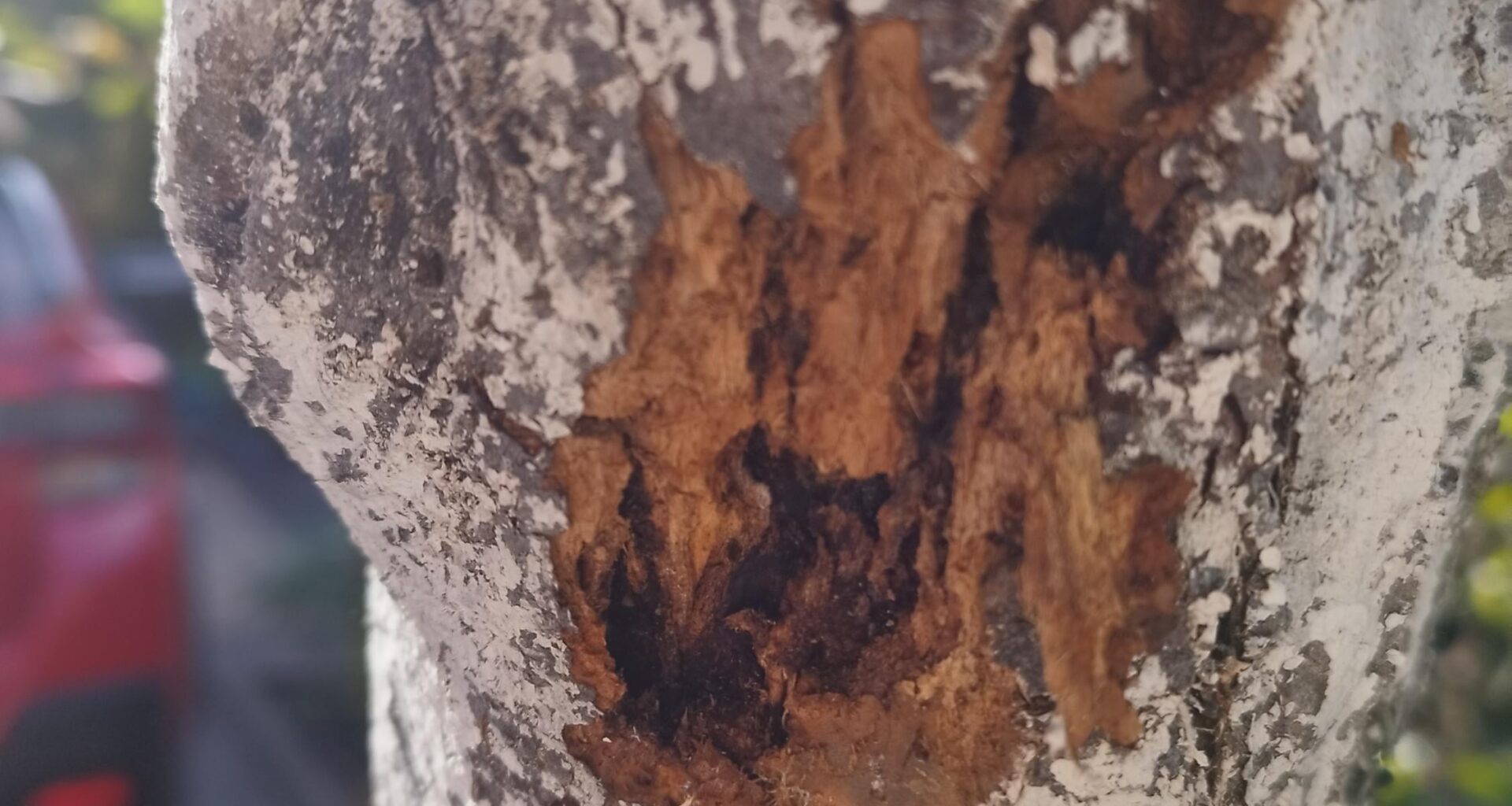 Was hat mein Apfelbaum?