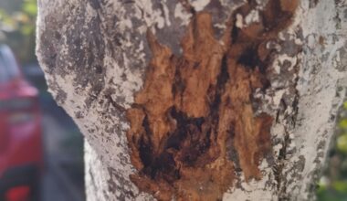 Was hat mein Apfelbaum?