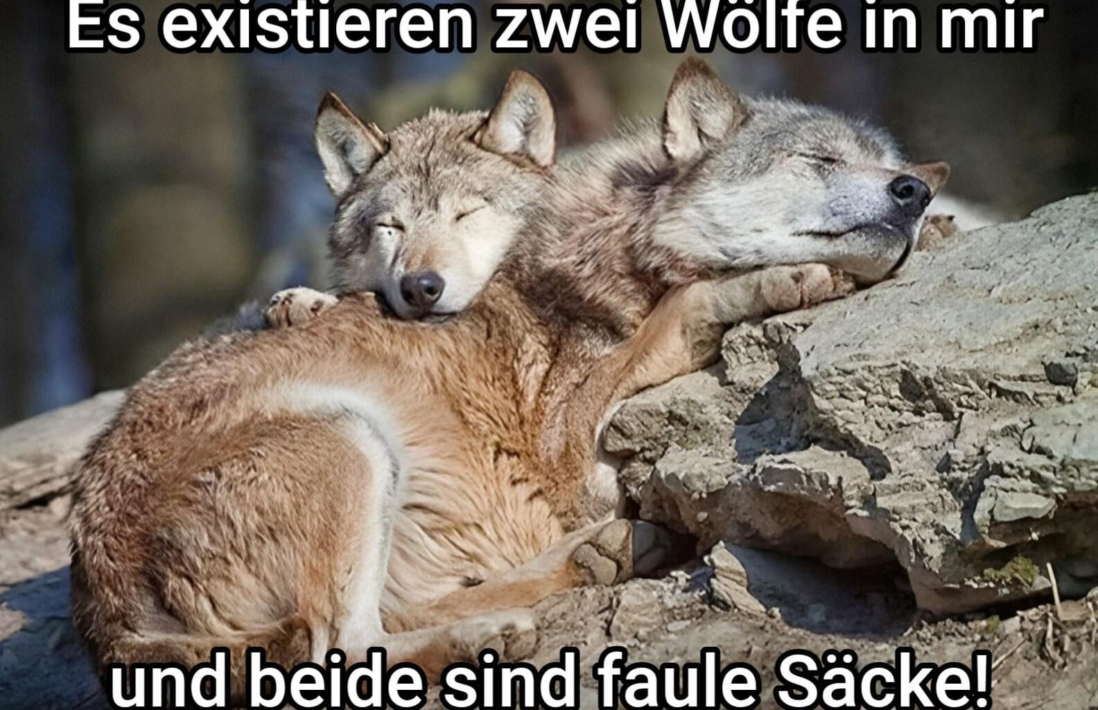 ich🐺iel