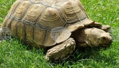 Bulgaria’s Only Tortoise Rehabilitation Centre Raising Funds for Large Species Sector
