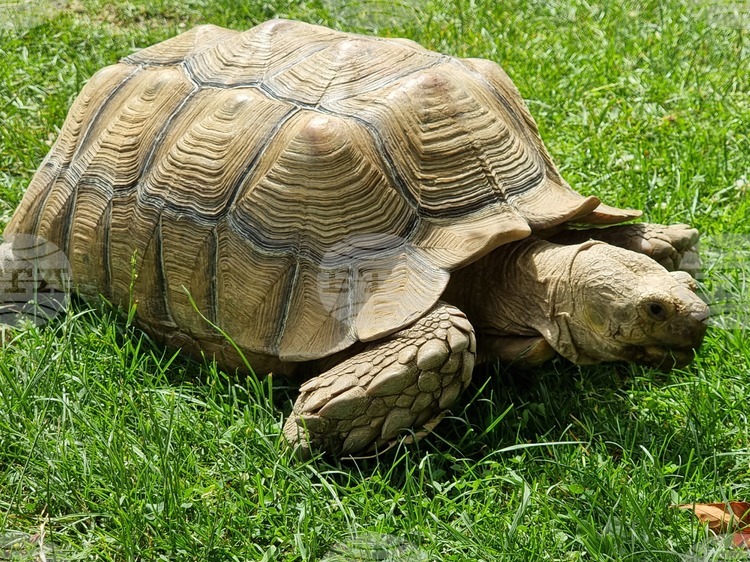 Bulgaria’s Only Tortoise Rehabilitation Centre Raising Funds for Large Species Sector