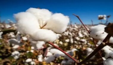 Weaving A Climate-Ready, Regenerative Future for Cotton in India