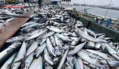 Shifts in ocean currents affecting fish catches in Japan