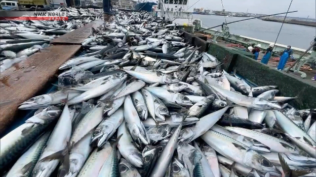 Shifts in ocean currents affecting fish catches in Japan