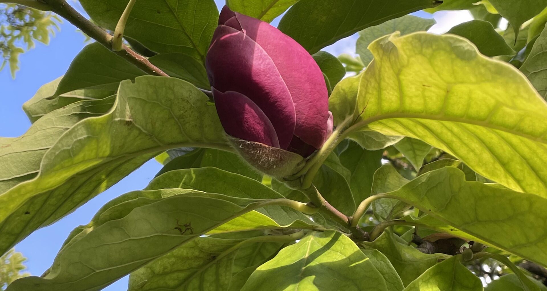 Magnolie blüht im Oktober?