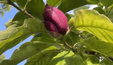 Magnolie blüht im Oktober?