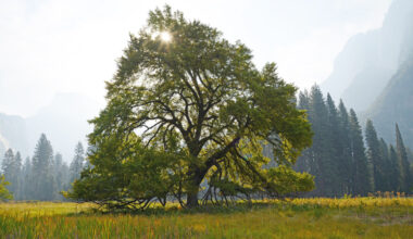 Almesyken sprer seg i Norge, hvordan kan vi stoppe den?