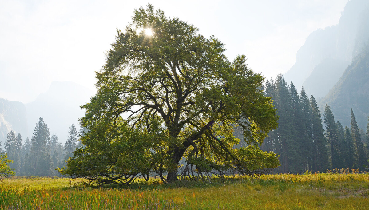 Almesyken sprer seg i Norge, hvordan kan vi stoppe den?