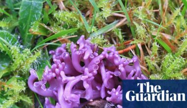 Fungi finds: UK citizen scientists make rare pink and purple discoveries | Fungi