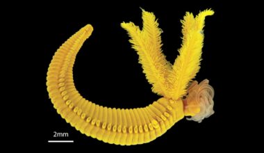 The worm Paralvinella hessleri, which lives on hydrothermal vents at the bottom of the Pacific Ocean.
