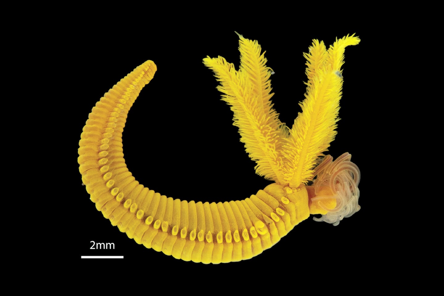 The worm Paralvinella hessleri, which lives on hydrothermal vents at the bottom of the Pacific Ocean.