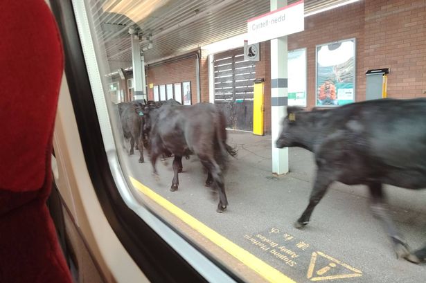Livestock stormed the railway