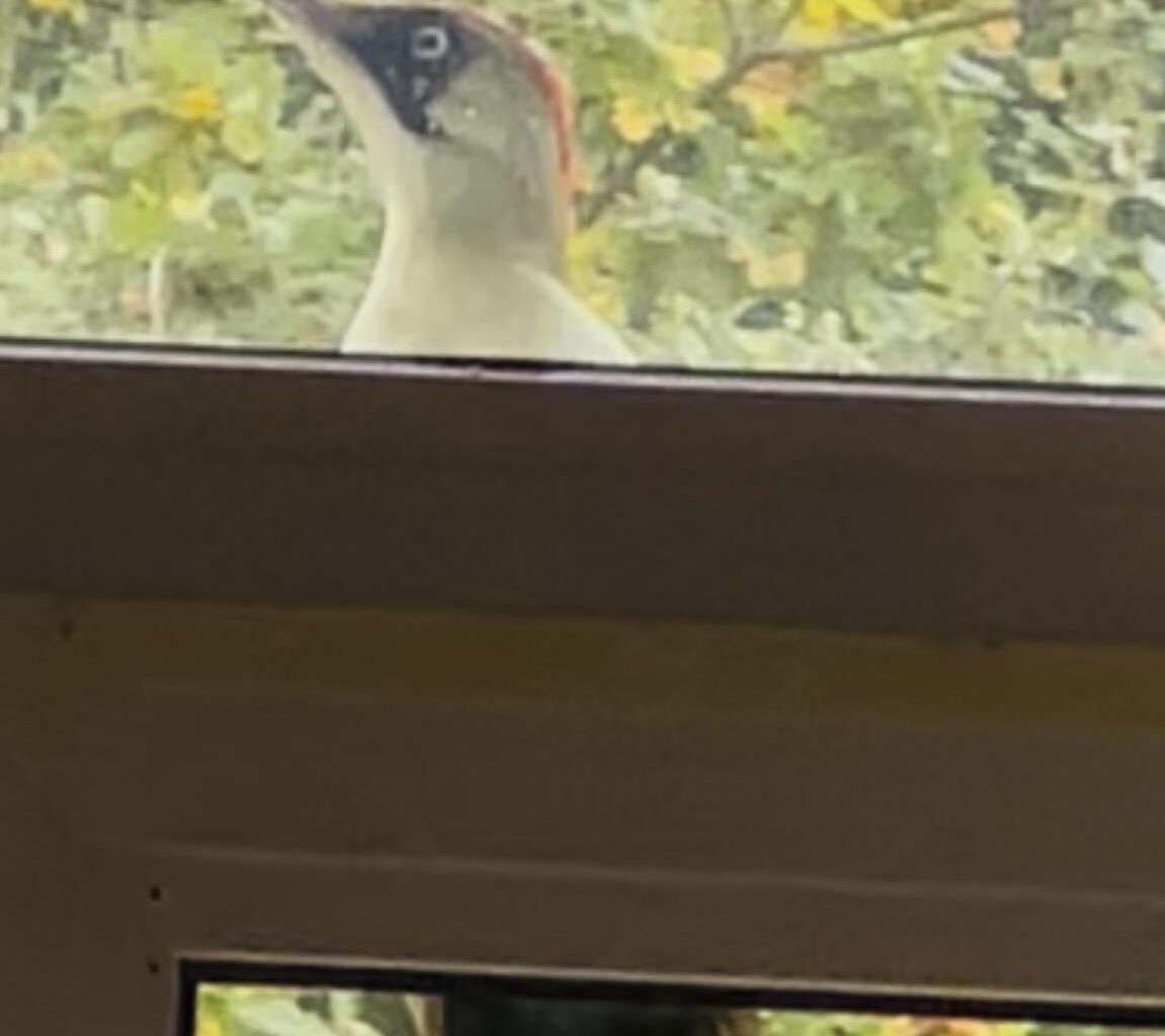 Lustiger Besucher