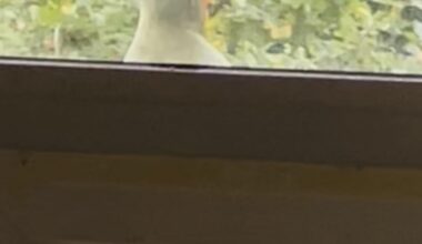 Lustiger Besucher