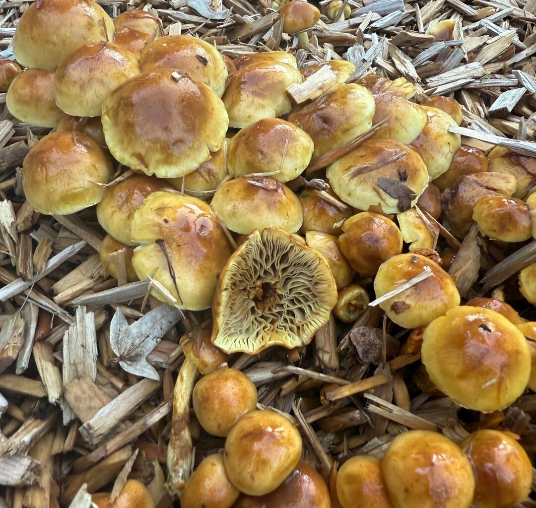 Welcher Pilz wächst hier so reichlich auf dem Parkspielplatz?